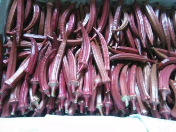 农民农村创业小项目,农民工返乡创业种植项目