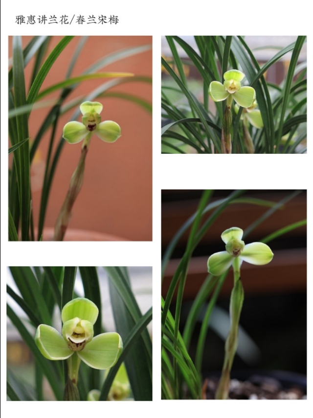 阳台养兰春兰品种推荐,兰友喜欢的春兰品种排名