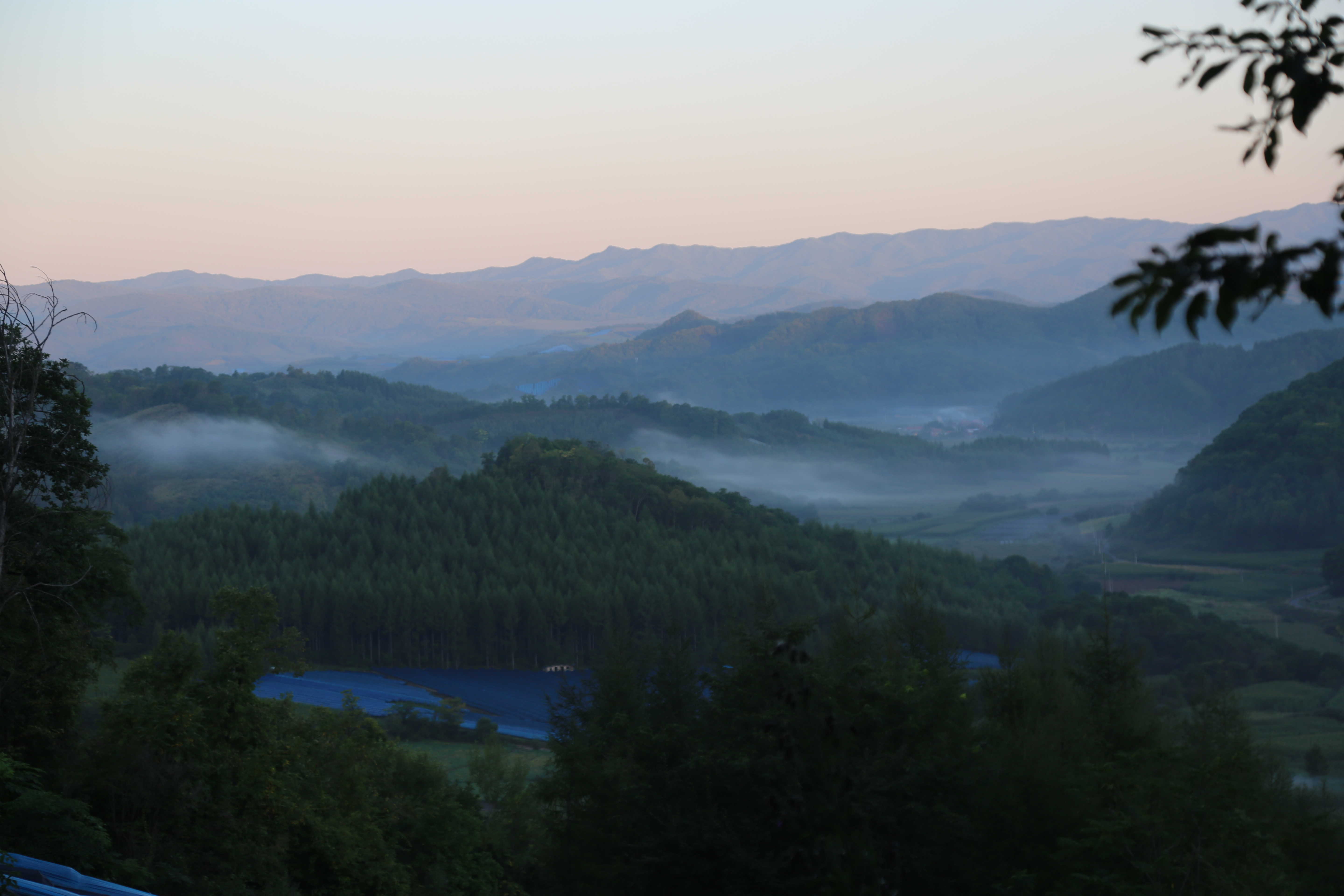 怎么用人参种子种人参,人参须能种出人参吗
