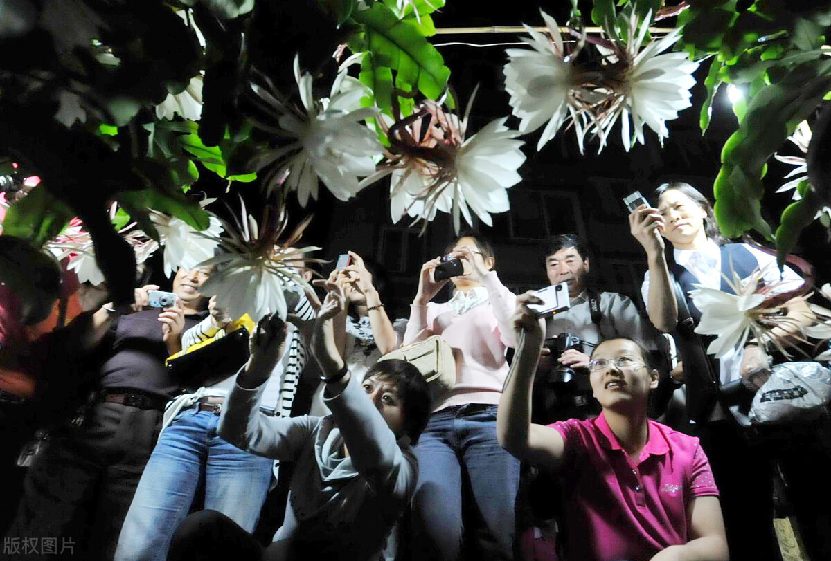 花卉的真实故事,中国花卉的故事