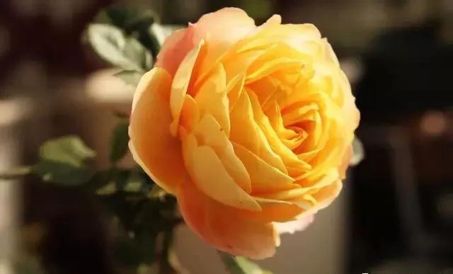 一万年一次的2020520；一起认识100种玫瑰~别送错啊