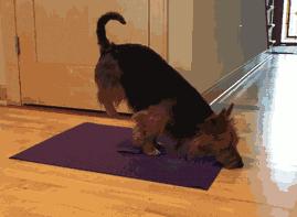 成精了，这家伙居然学会练瑜伽了