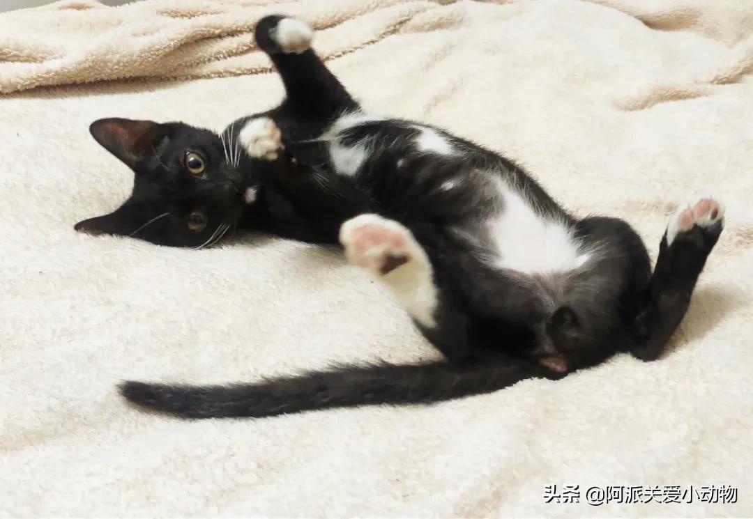 盖雪：信女愿一生荤素搭配，祈望这只拆家啊不，旺家猫找到新家