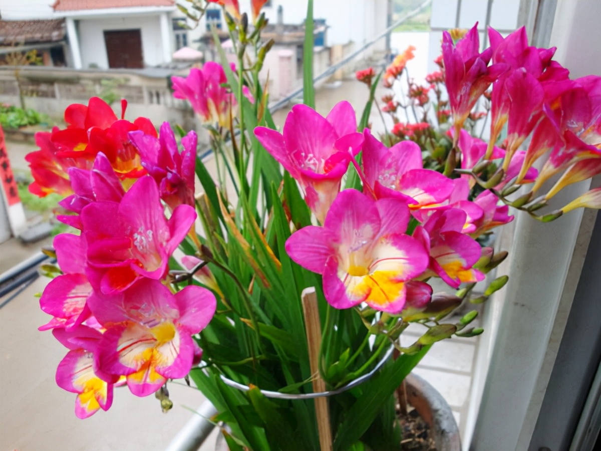 便宜的网红花有哪些图片,4种高颜值网红花