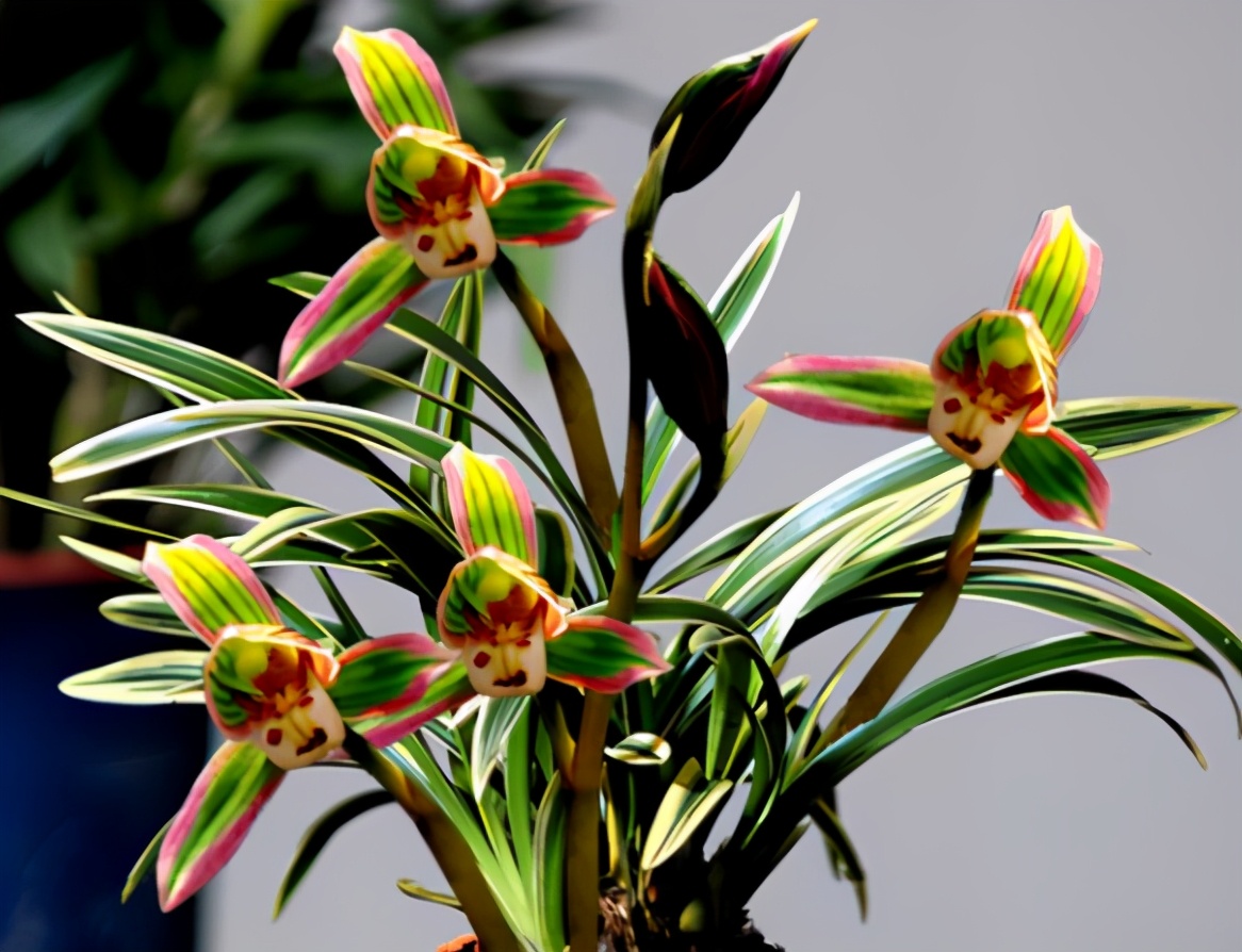 叶子带金边的兰花是什么品种,叶子有金边的兰花有哪些品种