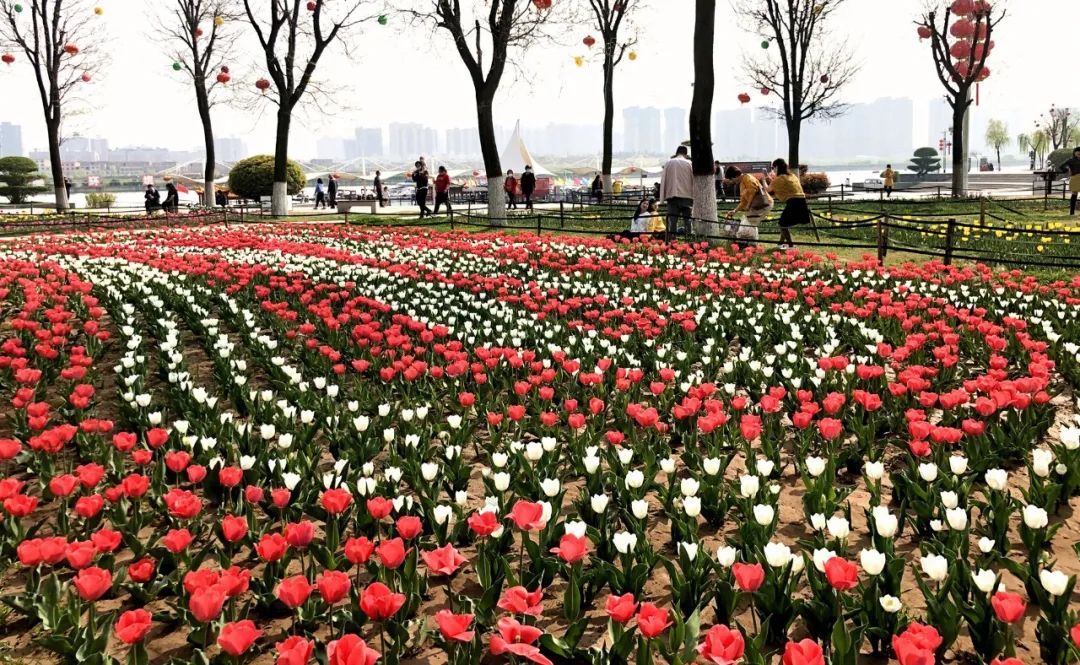 太美了花海随拍,咸阳郁金香在哪
