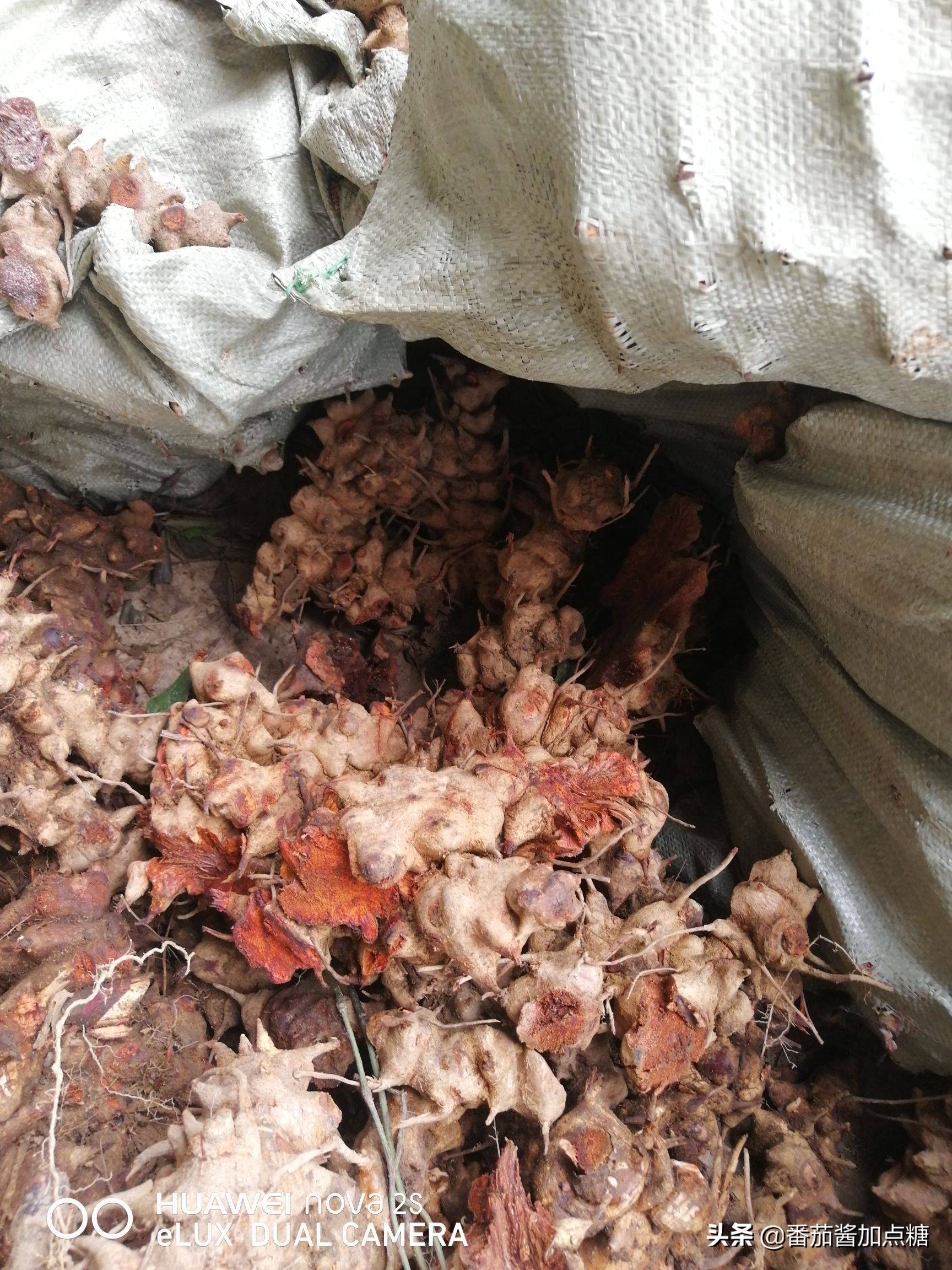 野生菝葜金刚刺,菝葜种植