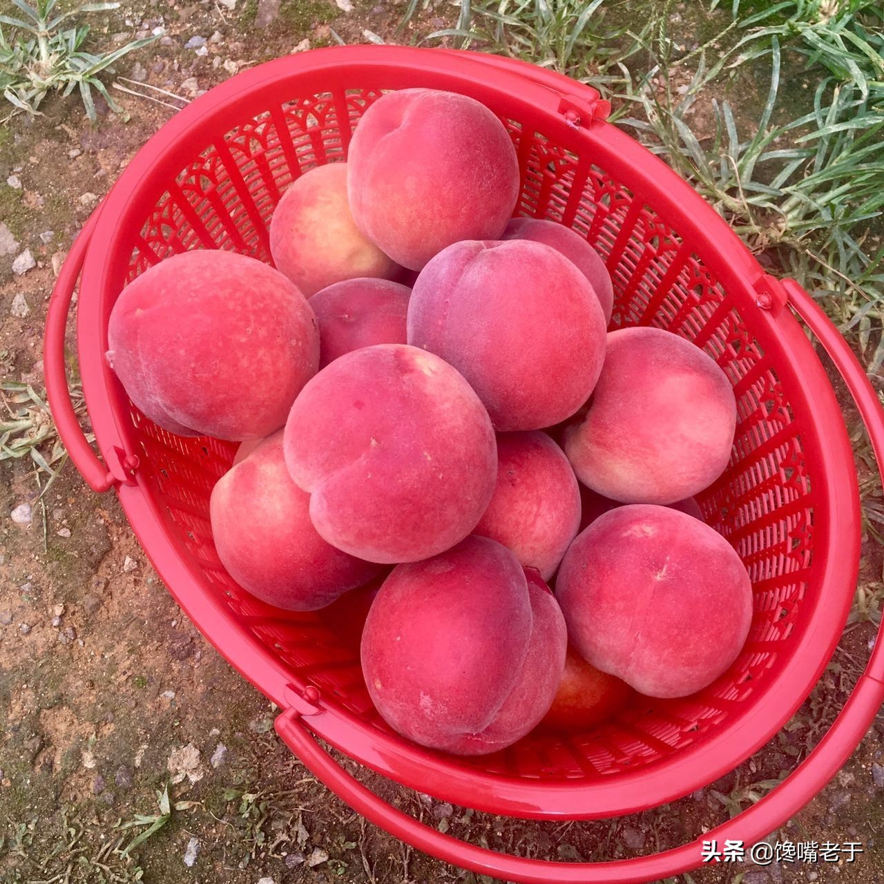 小暑水果,小暑吃什么水果