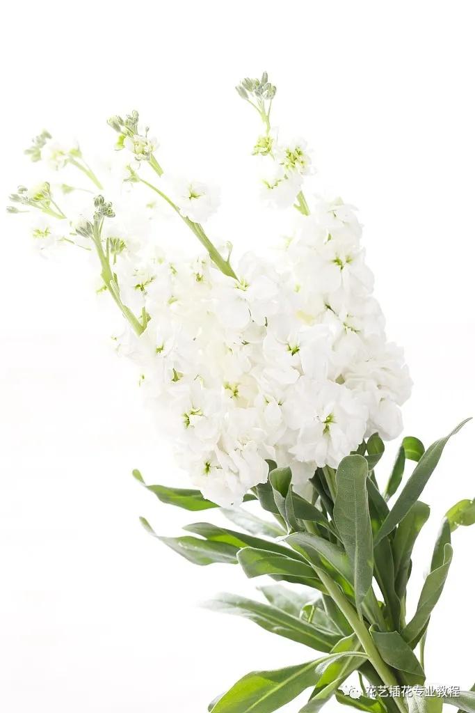 花艺培训班学习花艺设计课程入门,花艺培训师零基础课程入门