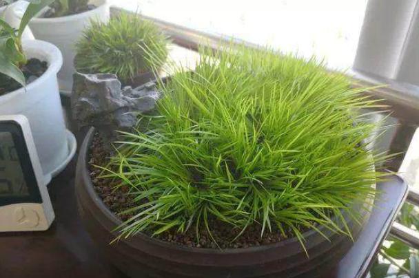 最爱喝水的4种花浇得勤长得快,5天浇一次水又好看的花