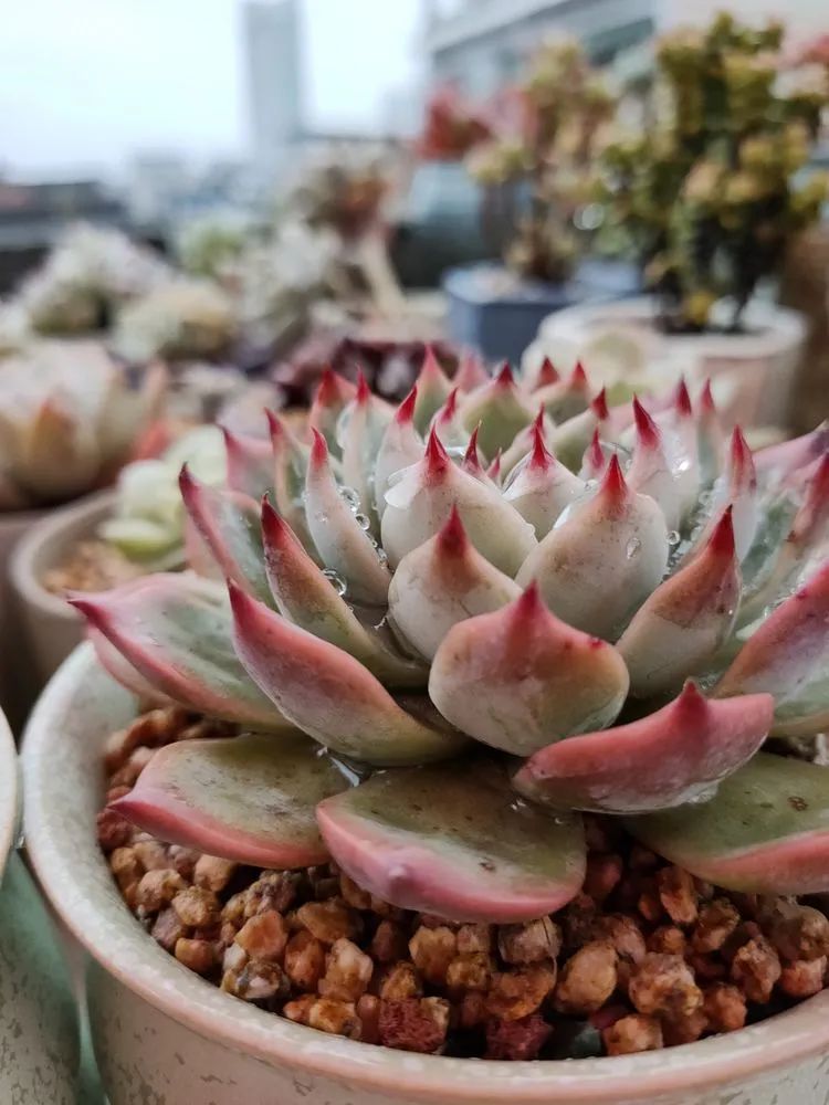 疫情期间在家欣赏多肉,疫情期间被多肉治愈