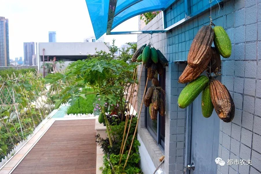 自己留的菜种子第二年可以种吗,自己留的菜种子怎么保存比较好