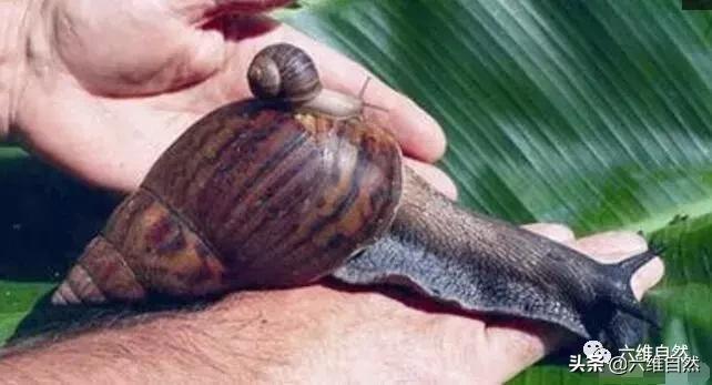 吃植物吃土吃水泥，还有什么是它不能食？非洲大蜗牛入侵世界各地