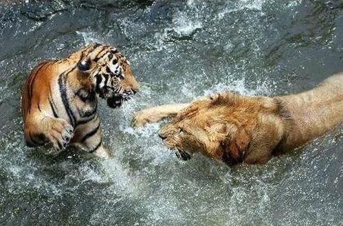 老虎VS狮子，会碰撞出怎样的火花？打得真厉害