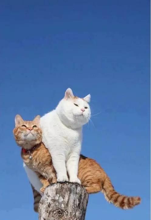 最流行的段子笑中含泪领悟人生,幽默风趣搞笑的小段子短句