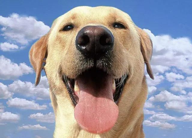 最适合新手养的狗狗十大排行榜,十种最好养的狗狗优缺点图片