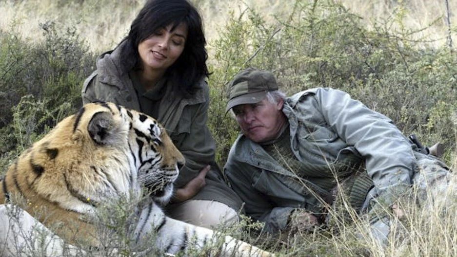 辟谣：虎入非洲*杀屠**狮群，破坏生态平衡？