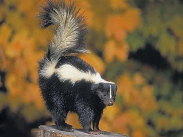 黄鼠狼和臭鼬一起放臭气会很臭吗,臭鼬和黄鼠狼的臭是一种吗