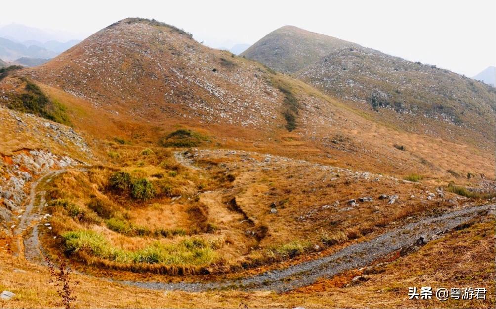 杨贵妃吃的荔枝在什么地方的,杨贵妃吃灵山荔枝