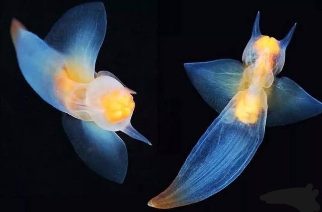 俄罗斯潜水发现水蝴蝶,俄罗斯潜水员发现海蝴蝶