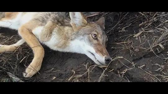 不用农药，让超1000种动植物生态平衡，这次美国人真的做到了
