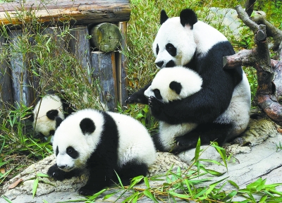 哪里有大熊猫动物园,国宝级大熊猫动物园
