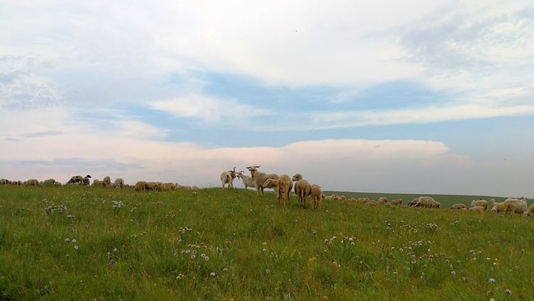 四子王旗——故乡的云，真的好美