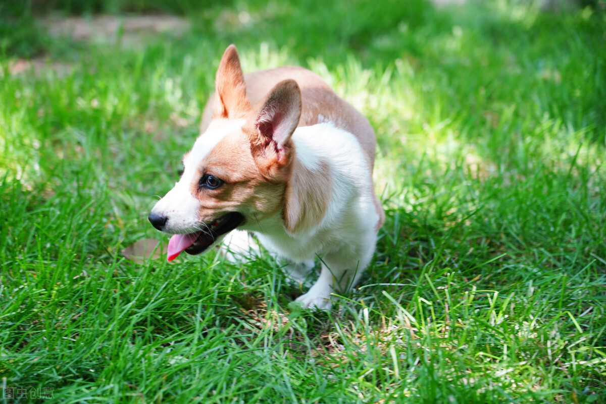 柯基吐出白沫并且发出声音,柯基半夜呕吐黄水是怎么回事