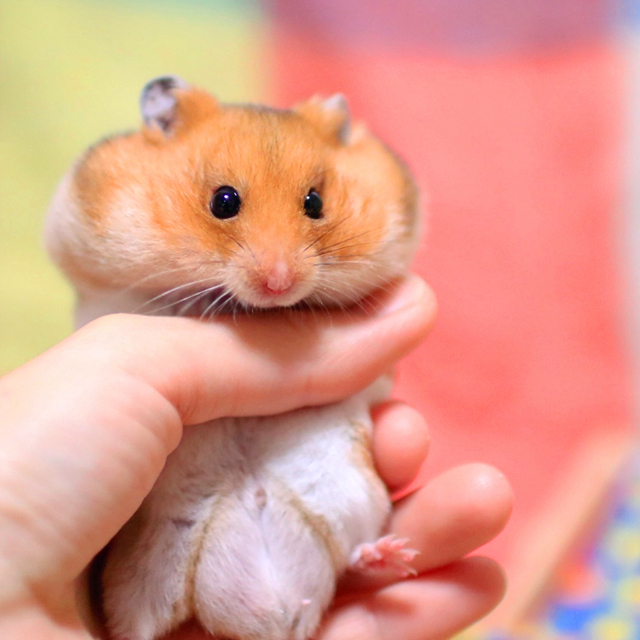 仓鼠幼鼠该怎么养,仓鼠幼鼠应该怎么养