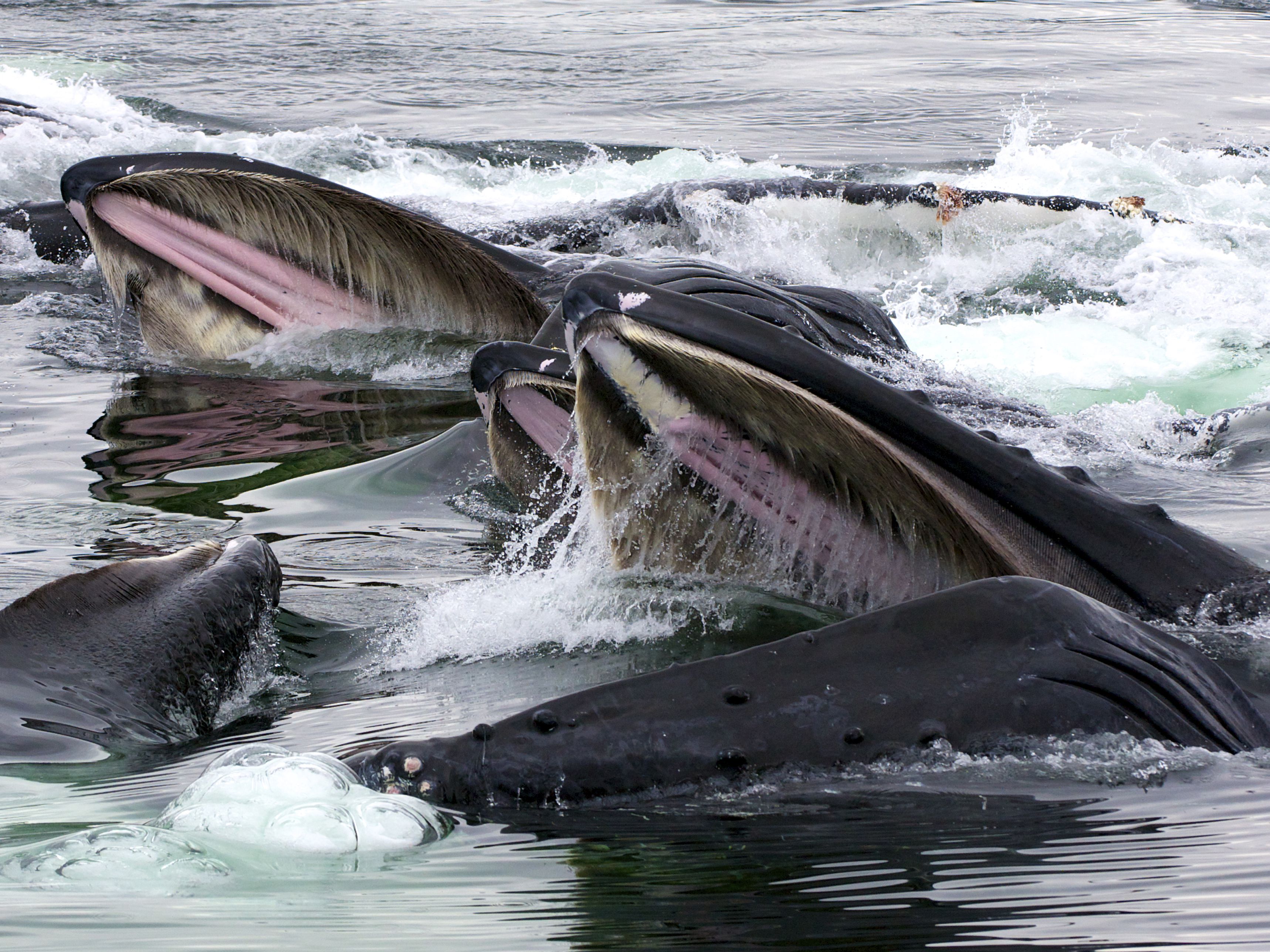 又是角蛋白，人类明明自己有，为什么对动物的角蛋白念念不忘？