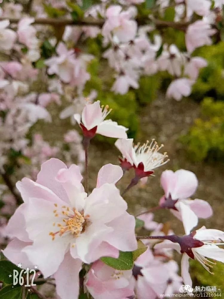 临颍人原创作品：旖旎海棠红