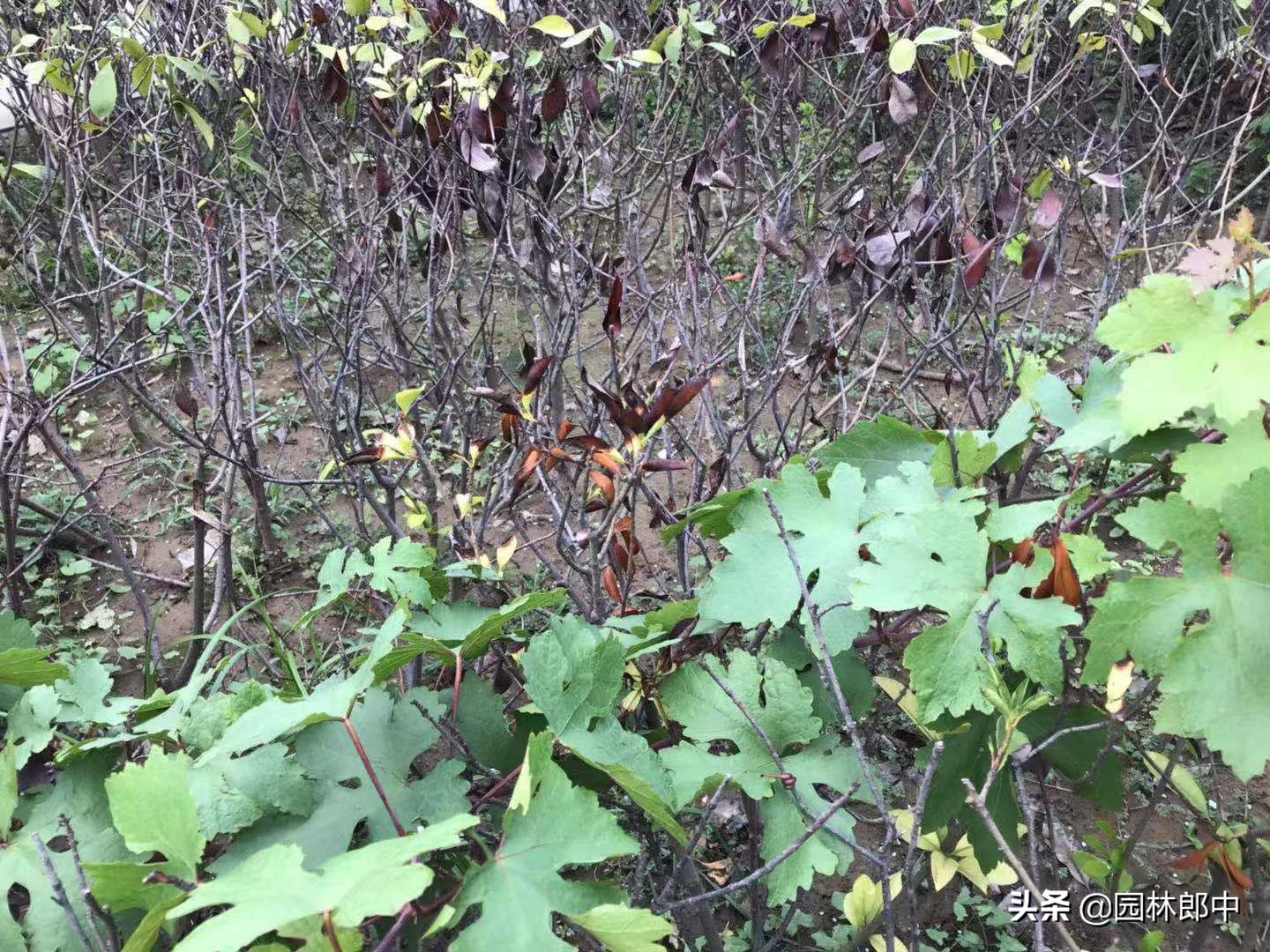 红叶石楠顶端叶片干枯是什么原因,移栽的红叶石楠发新芽后又干枯了