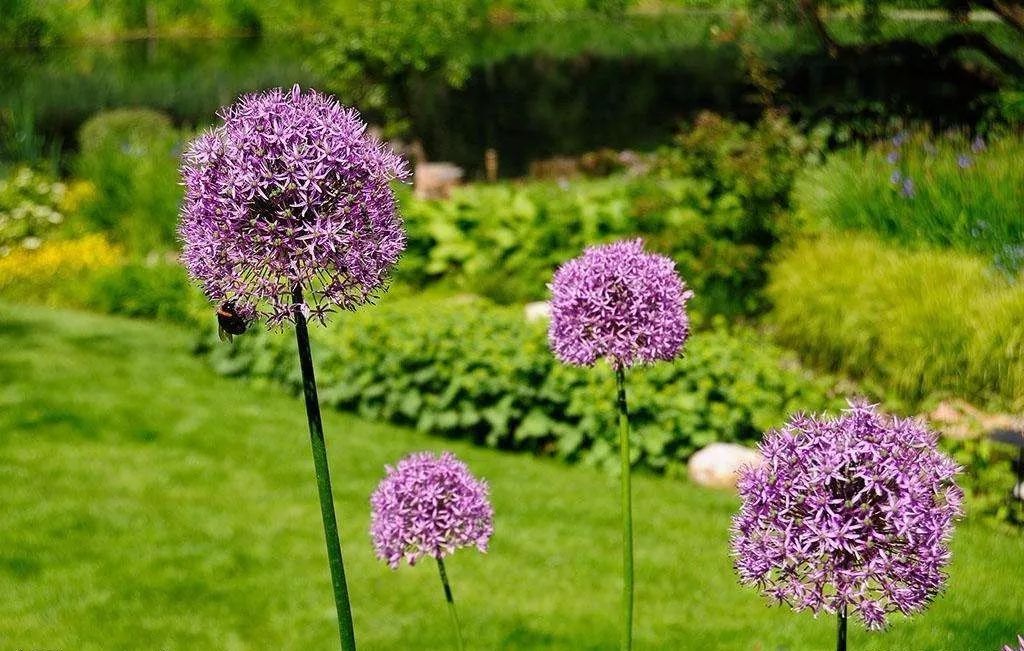 100种常见观叶植物图鉴史上最全,农村常见的100种植物