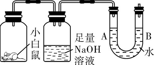 中考化学碳必考知识点,碳和碳的化合物易错点
