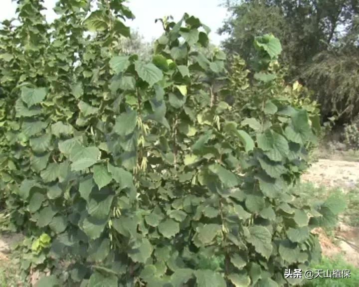 九十一团：发展榛子种植，职工增收信心足