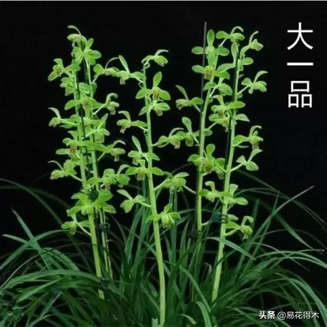 春兰春剑送春莲瓣兰蕙兰怎么分别,蕙兰春兰春剑莲瓣兰对光照的要求