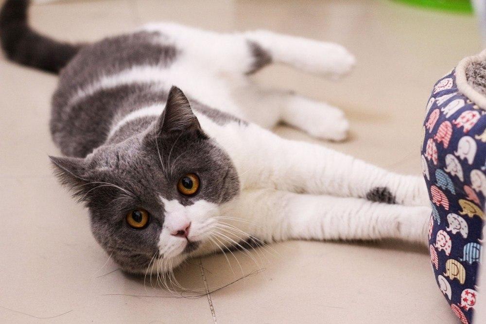 上一秒安静睡觉，下一秒疯狂跑酷，我家猫是不是脑子不正常？