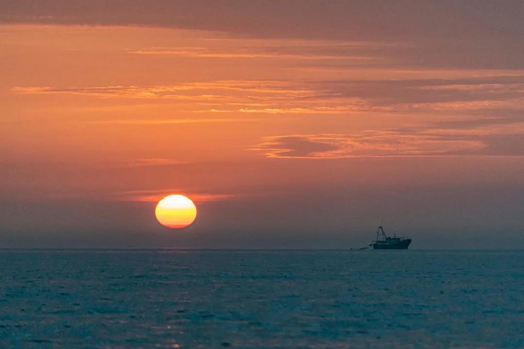 北海布氏鲸视频,广西北海布氏鲸图片