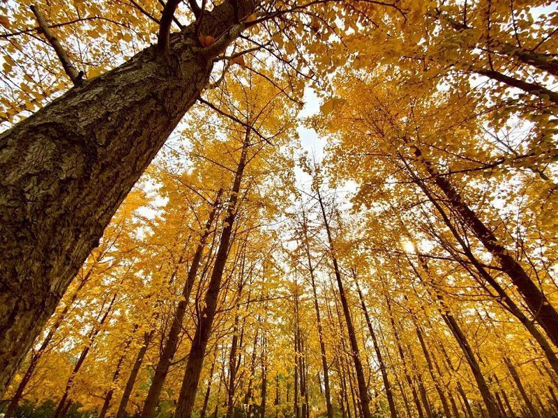 银杏果可以种植为什么银杏濒危,满大街的银杏树到底濒危在哪里