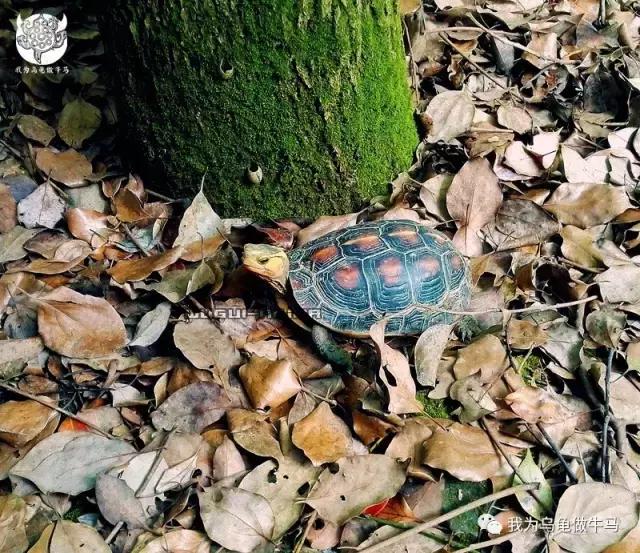 黄缘闭壳龟全集,黄缘闭壳龟和黄缘盒龟