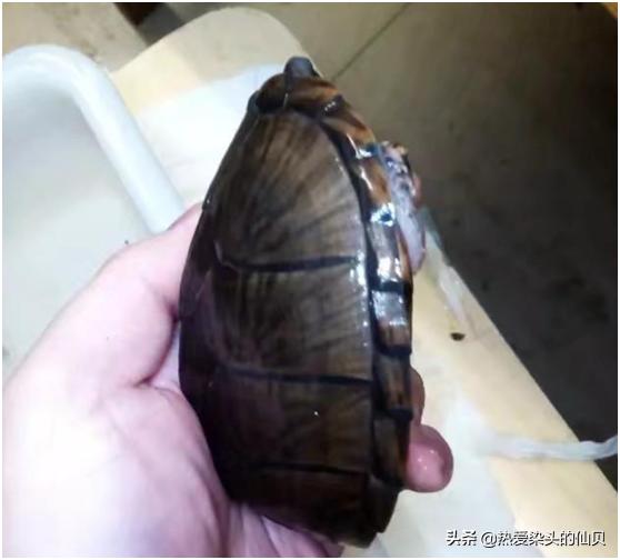 养蛋龟的注意事项,蛋龟的饲养方法和技巧