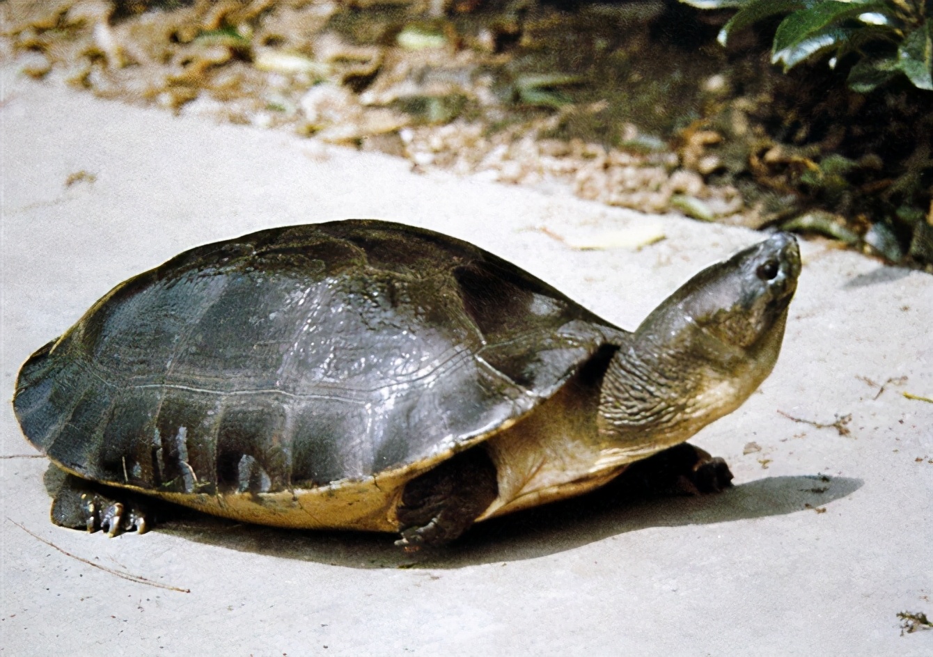 龟类大百科,大眼睛龟类