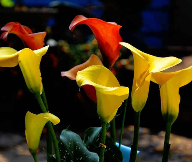 彩色马蹄莲开花期间怎么养护,彩色马蹄莲冬天怎么养鲜切花