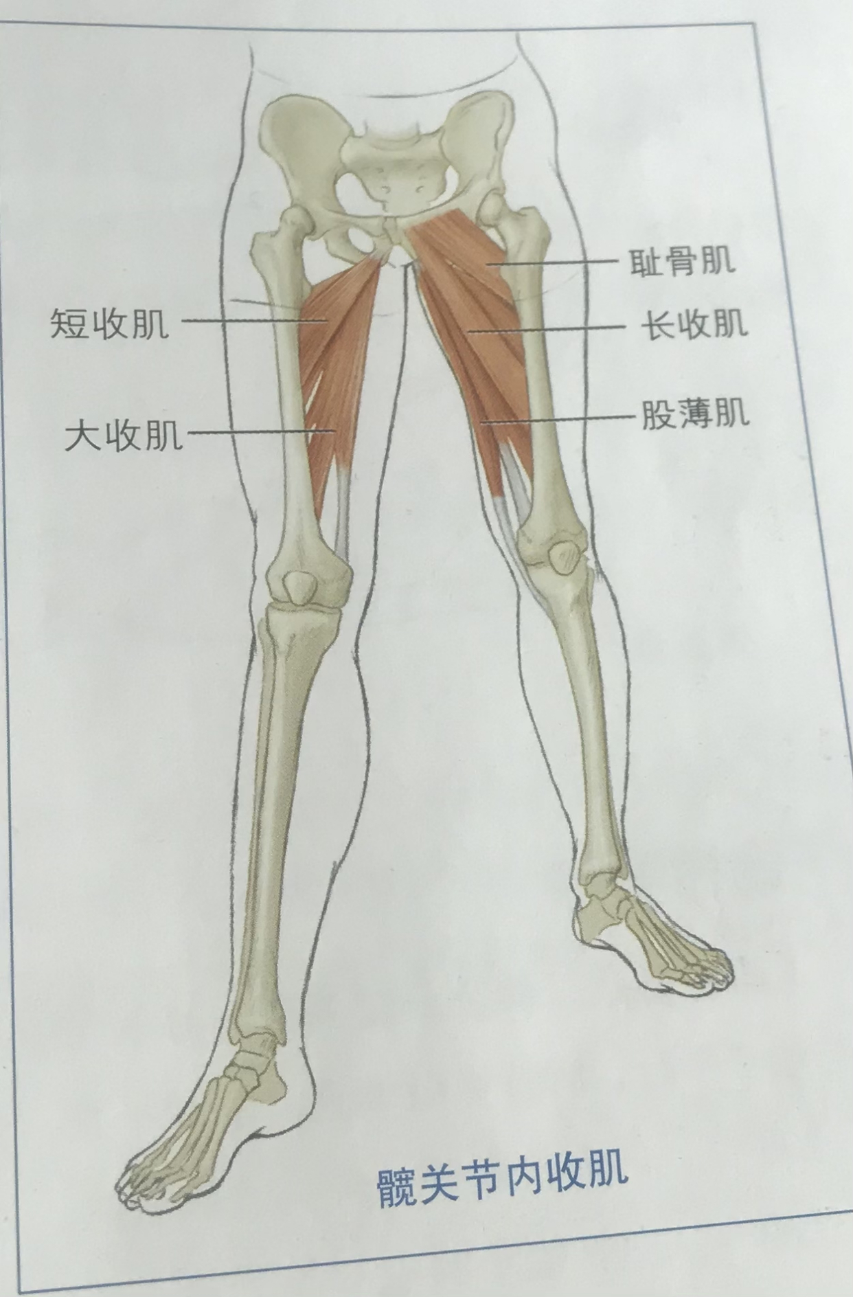 大腿根粗应该练后侧还是内侧,大腿前侧突出躺着练