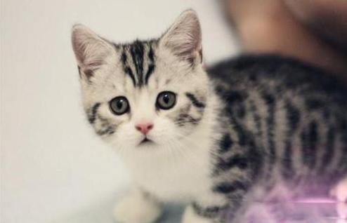 新手第1次养猫推荐猫品种,新手养猫选择哪些猫品种