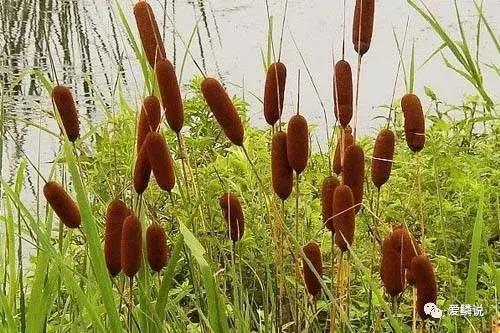 适合锦鲤池水面种植的植物,锦鲤鱼池能长什么植物