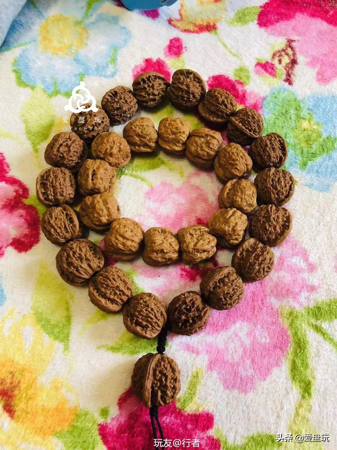 放了2年的凤眼，翻出来，虫子能组一个篮球队了