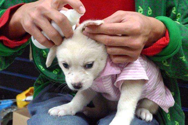 怎么预防狗狗被蜱虫叮咬,怎样预防蜱虫狗狗