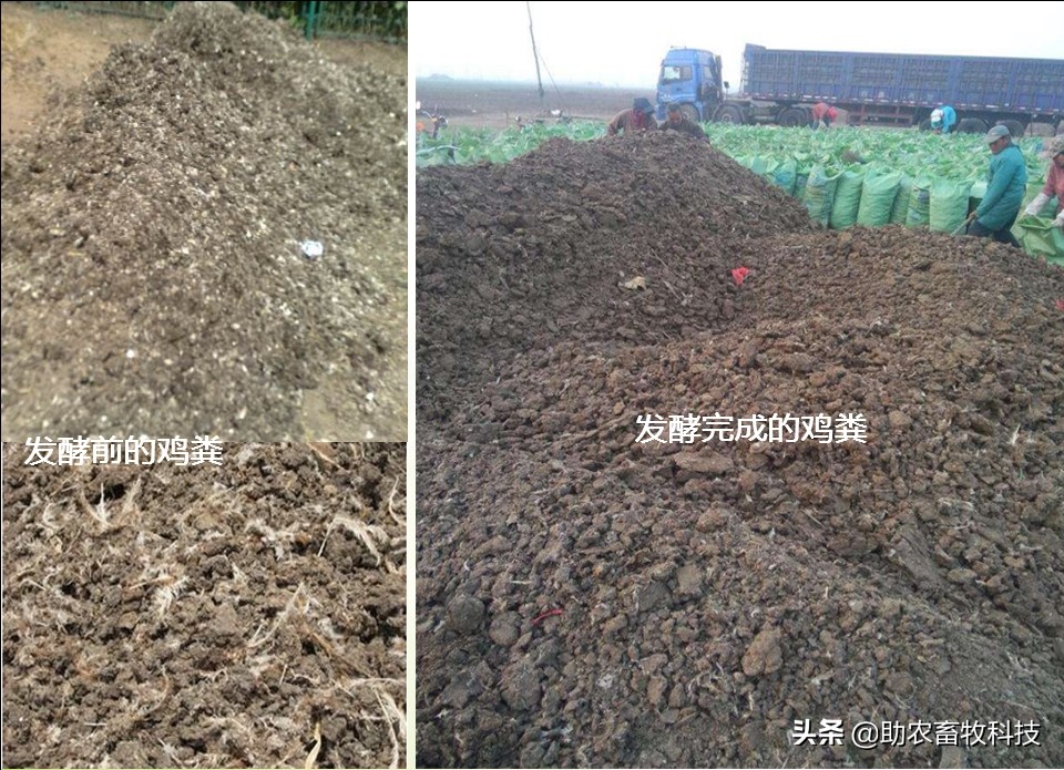 鸡粪有机肥废水处理,鸡粪怎么处理可以达到环保标准