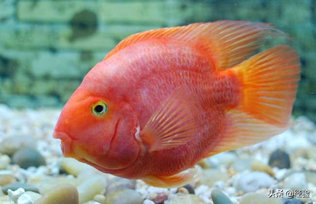 鹦鹉鱼水温多少适宜,鹦鹉鱼宝宝水温多少度最佳